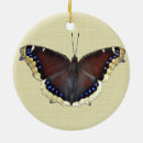 Search for insect ornaments Nature