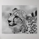 Recherche de anniversaire de guépard posters Animal