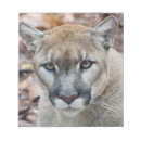 Search for megafauna Cougar