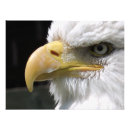 Search for raptors posters Eagles