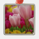 Recherche de tulipe ornements Rose