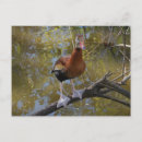 Recherche de canard noir cartes postales Animal