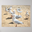 Search for seagull posters Seaside