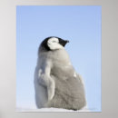 Recherche de pingouins de bébé posters Animaux