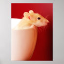Search for rat posters Photography