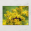 Recherche de fourmis cartes postales Insecte