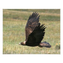 Recherche de aigle etats unis posters Nature