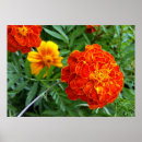 Search for marigold posters Bright