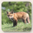 Recherche de kit dessous de verres Renard rouge