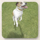 Recherche de jack russel dessous de verres Chien