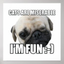 Search for cat animal memes art Cute