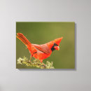 Search for danita delimont canvas prints Gordon illg