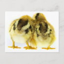 Search for easter for friend postcards Friends