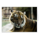 Search for big cat predators cards Wildlife