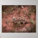 Search for toads photography Reptile