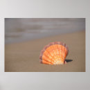 Search for pictures of shells art Colour image