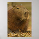 Recherche de pantanal posters Rongeur
