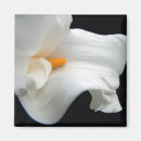 Search for callas magnets Black