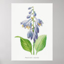 Search for lilly flower art Botanical