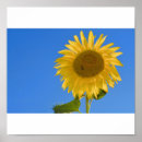 Search for annuus Plant