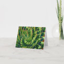 Recherche de aloès cartes postales Succulents