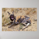 Search for african wild dogs posters Painted
