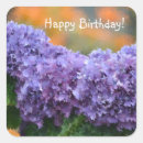 Search for purple hydrangeas stickers Pretty