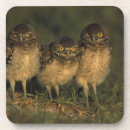 Recherche de habitat dessous de verres Faune