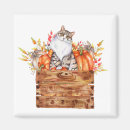 Search for in box magnets Kitty