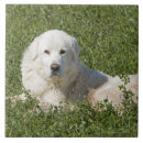 Recherche de chien berger carreaux Animaux domestiques