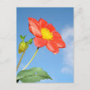 Recherche de fraisier cartes postales Fraise