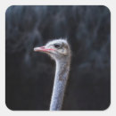 Recherche de autruche autocollants Animal