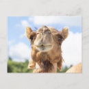 Recherche de chameau dromadaire cartes postales Animal