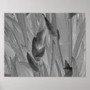 Search for white iris posters Black and white