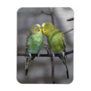 Recherche de perroquet vert magnets Perroquets
