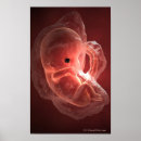 Recherche de embryon posters Personnes
