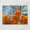 Search for lumin postcards Orange