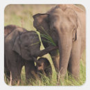Search for asian elephant stickers Corbett