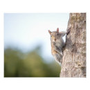 Search for squirrel pictures posters Cute