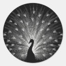 Search for white peacock stickers Beautiful