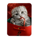 Search for folded magnets Cat