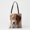 Recherche de chiot de beagle sacs Animaux de bébé