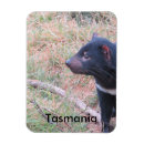 Search for tasmanian devils magnets Animals