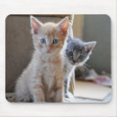 Recherche de chaton gris tapis souris Photographie
