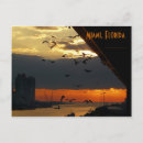 Recherche de mouettes cartes postales Lever