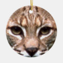 Recherche de chat sauvage Yeux