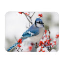 Recherche de iles magnets Personne