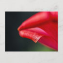 Recherche de tulipe rouge cartes postales Photographie