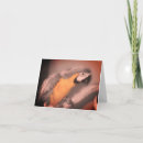 Search for parrot note cards Animal