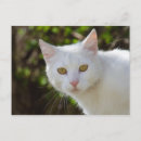 Recherche de yeux doux cartes postales Adorable